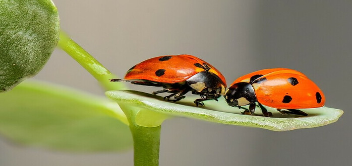 Macro Photography: Capturing The World Up Close